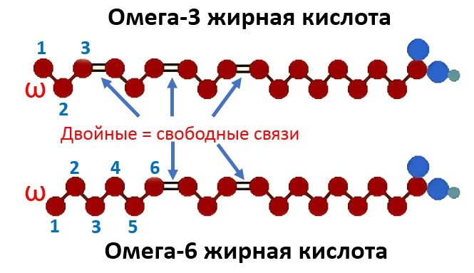 Незаменимые жирные кислоты 