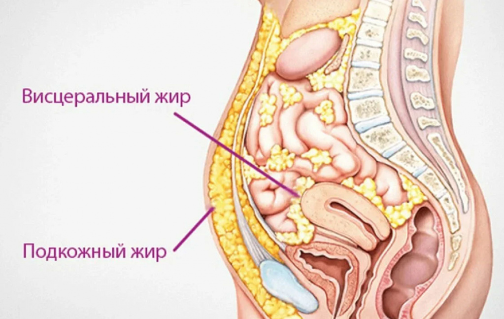 Основные правила похудения, чтобы убрать живот 